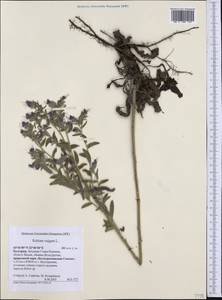 Echium vulgare L., Western Europe (EUR) (Bulgaria)