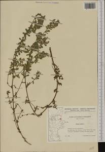 Ononis spinosa subsp. procurrens (Wallr.)Briq., Western Europe (EUR) (Denmark)