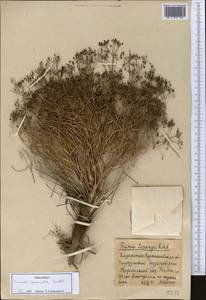 Trinia muricata Godet, Middle Asia, Northern & Central Kazakhstan (M10) (Kazakhstan)