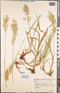 Bromus inermis Leyss., Eastern Europe, North Ukrainian region (E11) (Ukraine)