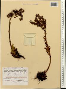 Sempervivum caucasicum Rupr. ex Boiss., Caucasus, North Ossetia, Ingushetia & Chechnya (K1c) (Russia)