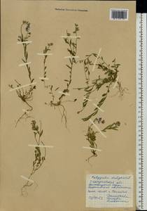 Polygala vulgaris L., Eastern Europe, West Ukrainian region (E13) (Ukraine)