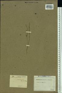 Thymelaea passerina (L.) Coss. & Germ., Eastern Europe, Rostov Oblast (E12a) (Russia)