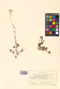 Cardamine lyrata Bunge, Siberia, Russian Far East (S6) (Russia)