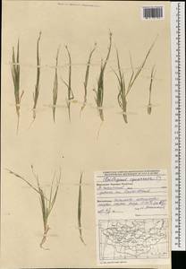 Cleistogenes squarrosa (Trin.) Keng, Mongolia (MONG) (Mongolia)