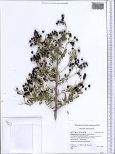 Nitraria sibirica (DC.) Pall., Middle Asia, Northern & Central Tian Shan (M4) (Kyrgyzstan)