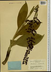 Veratrum nigrum L., Siberia, Altai & Sayany Mountains (S2) (Russia)