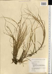 Carex mackenziei V.I.Krecz., Eastern Europe, Northern region (E1) (Russia)