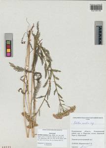 Achillea asiatica Serg., Siberia, Altai & Sayany Mountains (S2) (Russia)