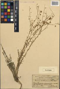 Linum macrorhizum Juz., Middle Asia, Western Tian Shan & Karatau (M3) (Kazakhstan)