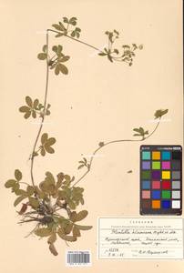 Potentilla sundaica (Blume) W. Theob., Siberia, Russian Far East (S6) (Russia)