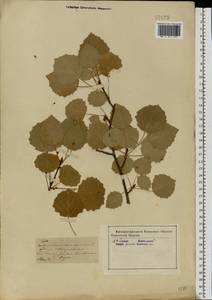 Populus tremula L., Eastern Europe, Central forest-and-steppe region (E6) (Russia)