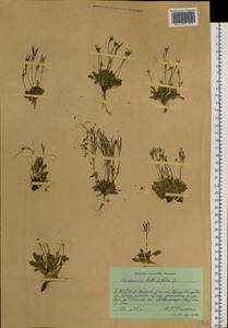Cardamine bellidifolia L., Siberia, Yakutia (S5) (Russia)
