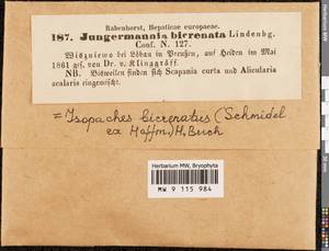 Isopaches bicrenatus (Schmidel ex Hoffm.) H. Buch, Bryophytes, Bryophytes - Western Europe (BEu) (Germany)
