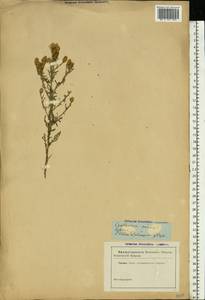 Centaurea ovina Pall. ex Willd., Eastern Europe, South Ukrainian region (E12) (Ukraine)