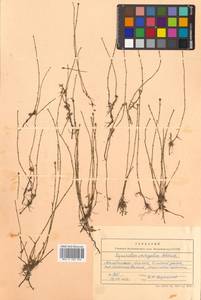 Equisetum variegatum Schleich. ex F.Weber & D.Mohr, Siberia, Chukotka & Kamchatka (S7) (Russia)
