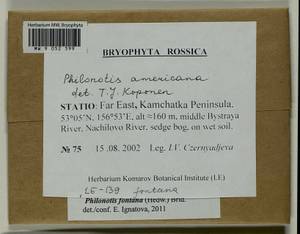 Philonotis americana Dism., Bryophytes, Bryophytes - Chukotka & Kamchatka (B21) (Russia)