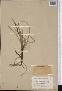 Carex dacica Heuff., America (AMER) (Greenland)