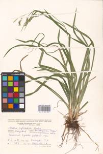 Carex sylvatica Huds., Eastern Europe, Moldova (E13a) (Moldova)