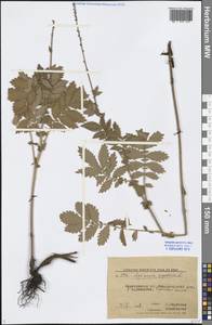 Agrimonia eupatoria L., Eastern Europe, Lower Volga region (E9) (Russia)