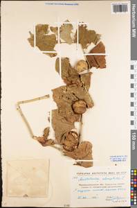 Aristolochia clematitis L., Eastern Europe, North Ukrainian region (E11) (Ukraine)