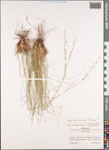 Stipa korshinskyi Roshev., Eastern Europe, Middle Volga region (E8) (Russia)