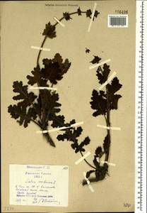 Salvia verbenaca L., Crimea (KRYM) (Russia)
