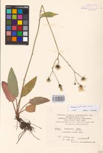 Hieracium murorum subsp. gentile (Jord. ex Boreau) Sudre, Eastern Europe, North Ukrainian region (E11) (Ukraine)