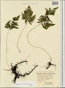 Gymnocarpium robertianum (Hoffm.) Newman, Caucasus, Dagestan (K2) (Russia)