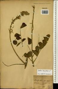 Sophora tomentosa L., South Asia, South Asia (Asia outside ex-Soviet states and Mongolia) (ASIA) (Japan)