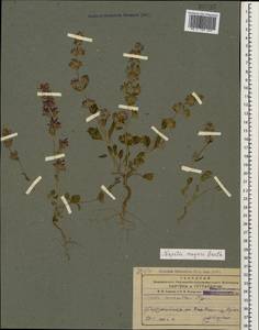 Nepeta meyeri Benth., Caucasus, Azerbaijan (K6) (Azerbaijan)