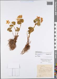 Caltha palustris L., Eastern Europe, Northern region (E1) (Russia)
