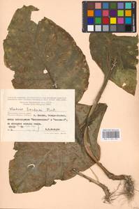 Nicotiana ×sanderae W. Watson, Eastern Europe, Moscow region (E4a) (Russia)