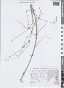 Farsetia linearis Decne. ex Boiss., South Asia, South Asia (Asia outside ex-Soviet states and Mongolia) (ASIA) (United Arab Emirates)