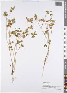 Trifolium retusum L., Eastern Europe, Rostov Oblast (E12a) (Russia)