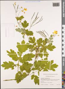 Chelidonium majus L., Siberia, Western Siberia (S1) (Russia)