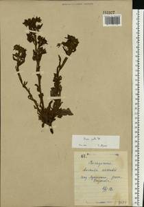 Nonea pulla (L.) DC., Eastern Europe, North Ukrainian region (E11) (Ukraine)