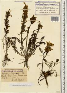 Pedicularis sibthorpii Boiss., Caucasus, Armenia (K5) (Armenia)