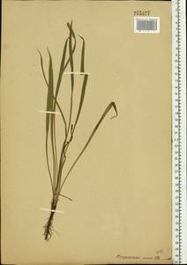 Tragopogon, Eastern Europe (no precise locality) (E0) (Not classified)