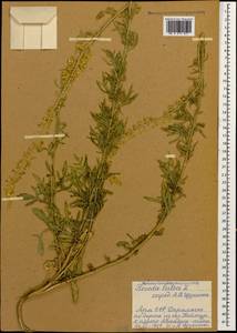 Reseda lutea L., Caucasus, Armenia (K5) (Armenia)