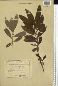 Salix gracilistyla Miq., Siberia, Russian Far East (S6) (Russia)