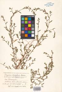Polygonum arenastrum Boreau, Eastern Europe, Moscow region (E4a) (Russia)