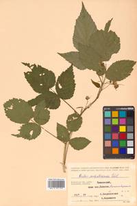 Rubus idaeus subsp. idaeus, Siberia, Chukotka & Kamchatka (S7) (Russia)