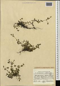 Cerastium polymorphum Rupr., Caucasus, Georgia (K4) (Georgia)