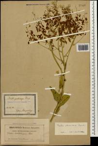 Isatis cappadocica subsp. steveniana (Trautv.) P.H. Davis, Caucasus, Georgia (K4) (Georgia)