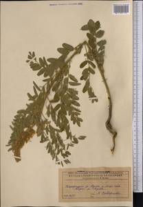 Sophora alopecuroides L., Middle Asia, Caspian Ustyurt & Northern Aralia (M8) (Kazakhstan)