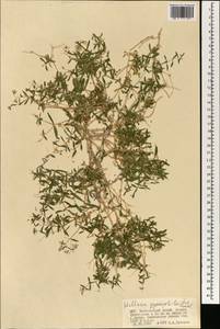 Mesostemma gypsophiloides (Fenzl) M. T. Sharples & E. A. Tripp, Mongolia (MONG) (Mongolia)