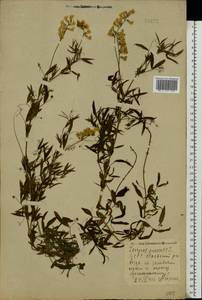 Lathyrus pratensis L., Eastern Europe, Belarus (E3a) (Belarus)