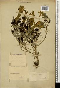 Scutellaria oreophila Grossh., Caucasus, Stavropol Krai, Karachay-Cherkessia & Kabardino-Balkaria (K1b) (Russia)