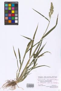 Echinochloa crus-galli (L.) P.Beauv., Eastern Europe, Moscow region (E4a) (Russia)